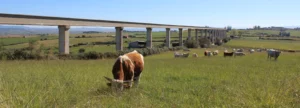 Eco-praderas en Motehermoso