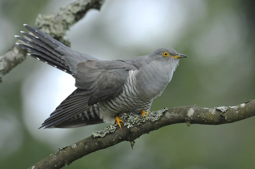 Análisis Retrospectivo del Carnaval Jurdanu en Tiempos de Cuaresma (III)