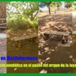 Indignación en Montehermoso tras un brutal acto vandálico en el paseo del arroyo de la Joya