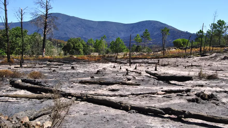 Sierra de Gata 2015: El Incendio que Marcó Extremadura y Reveló un Legado Oculto