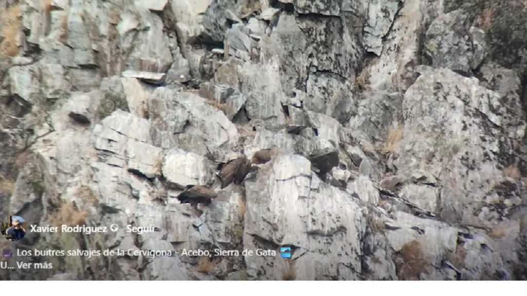Los buitres salvajes de la Cervigona: un espectáculo natural en la Sierra de Gata