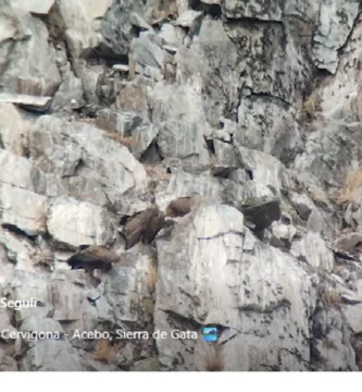 Los buitres salvajes de la Cervigona: un espectáculo natural en la Sierra de Gata