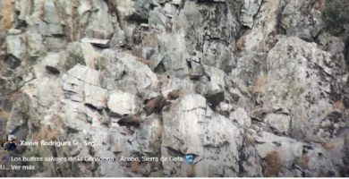 Los buitres salvajes de la Cervigona: un espectáculo natural en la Sierra de Gata